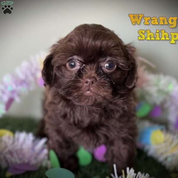 Wrangler, Shih-Poo Puppy